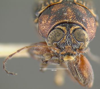 Media type: image;   Entomology 24993 Aspect: head frontal view